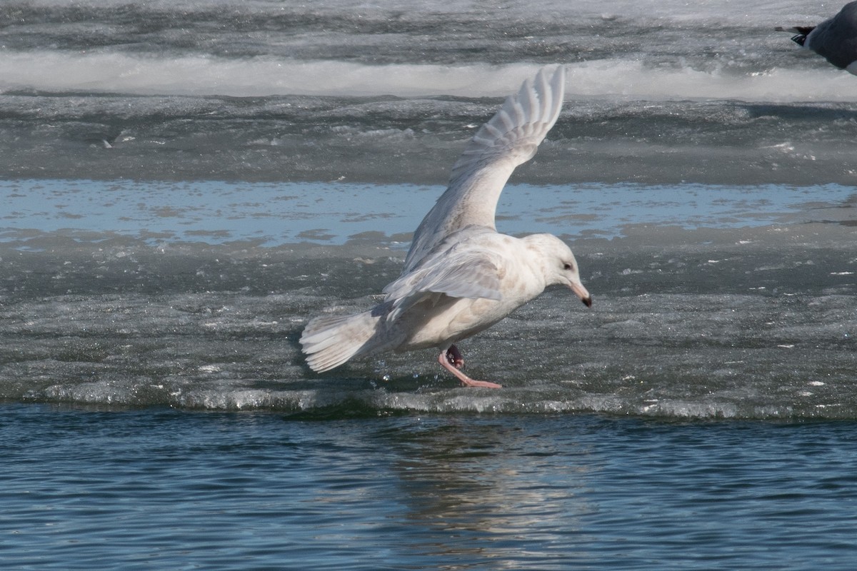 Glaucous Gull - ML556293481