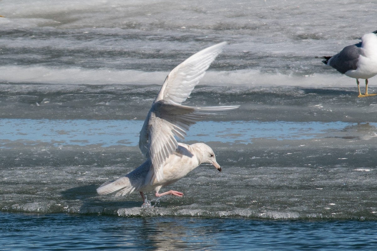 Glaucous Gull - ML556293491