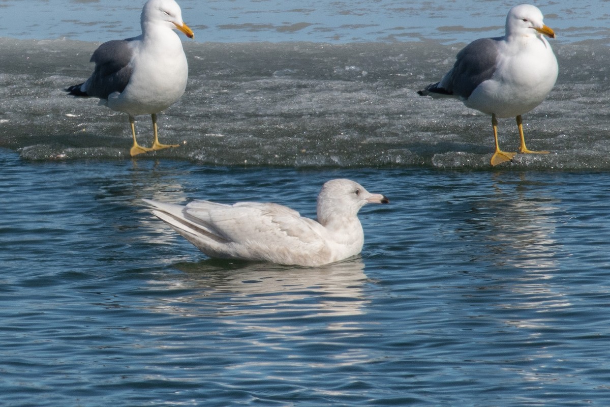 Glaucous Gull - ML556293511