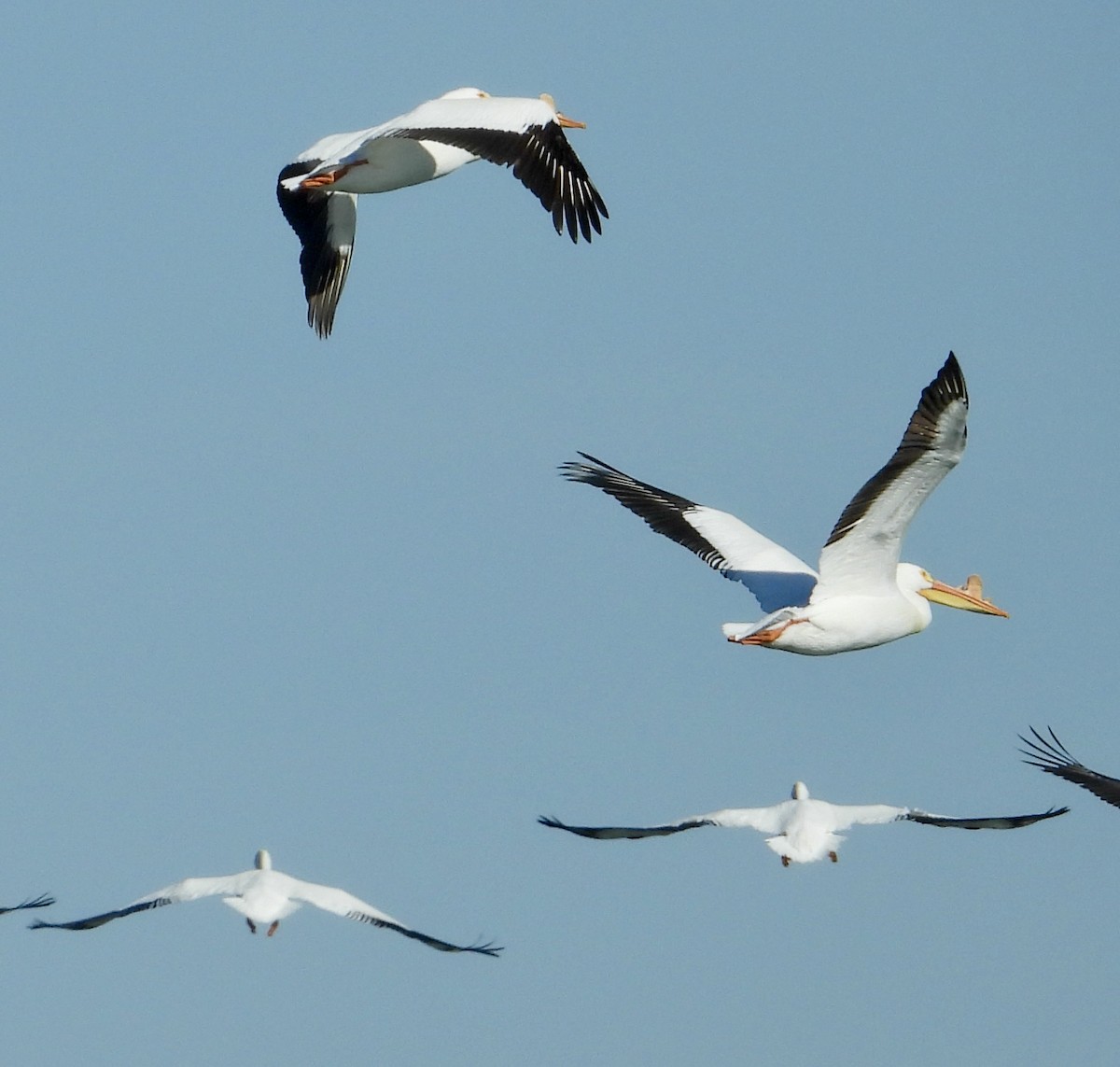 American White Pelican - ML556293581