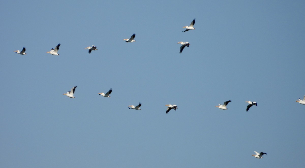 American White Pelican - ML556293591