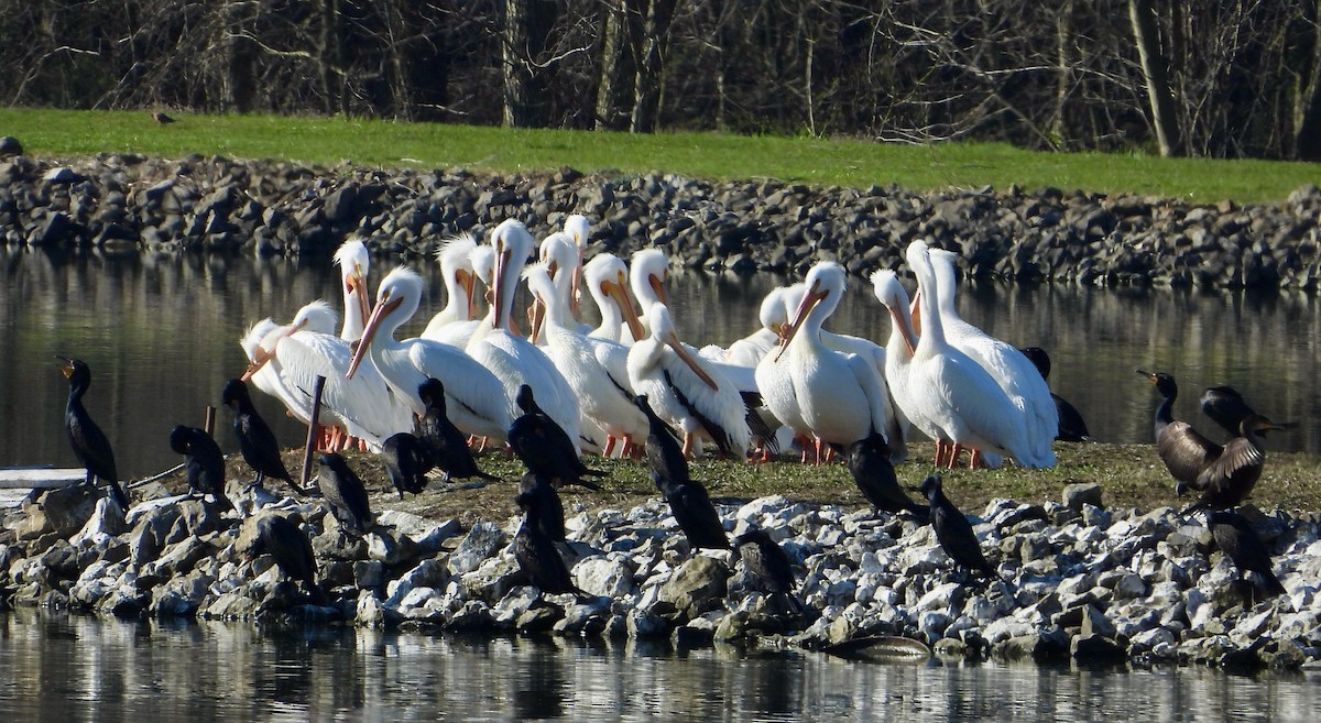 American White Pelican - Kisa Weeman