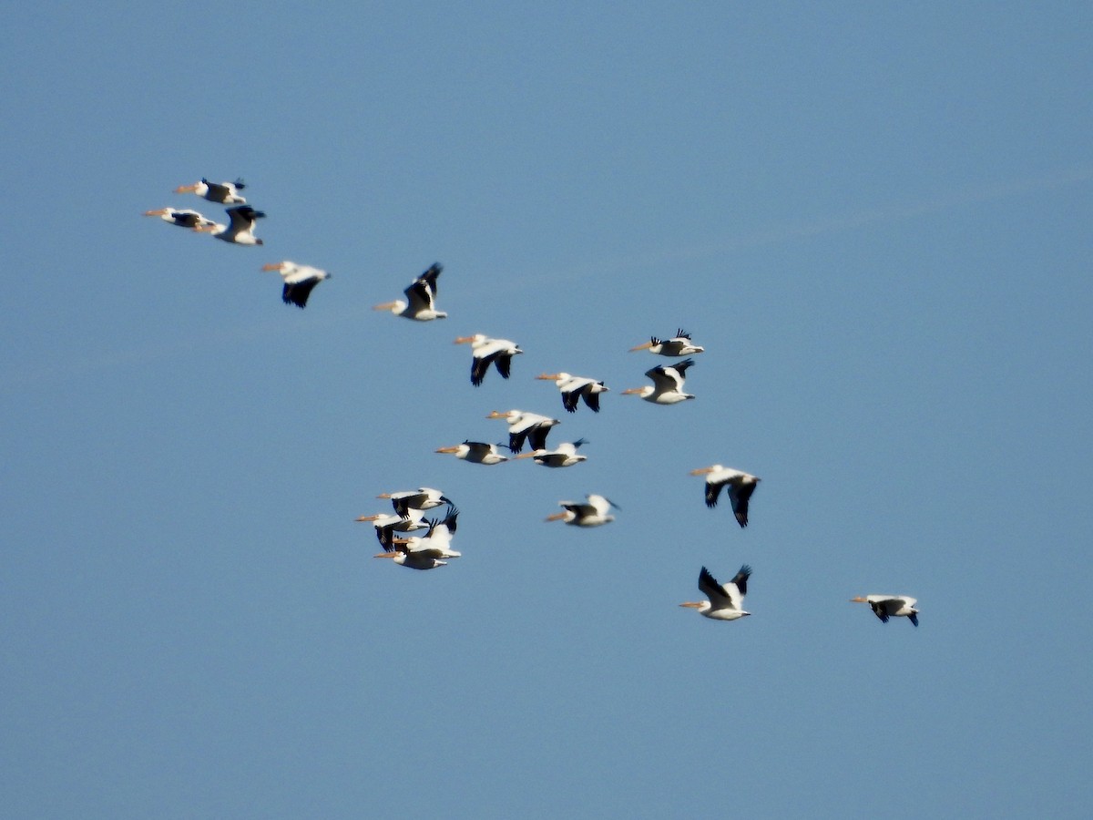 American White Pelican - Kisa Weeman