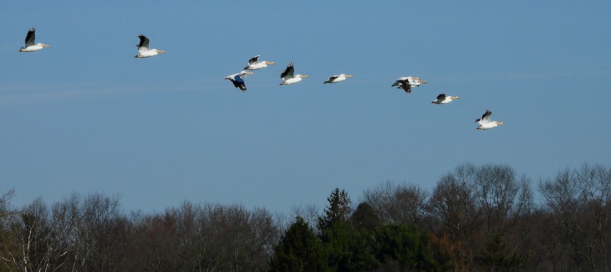 American White Pelican - ML556293621