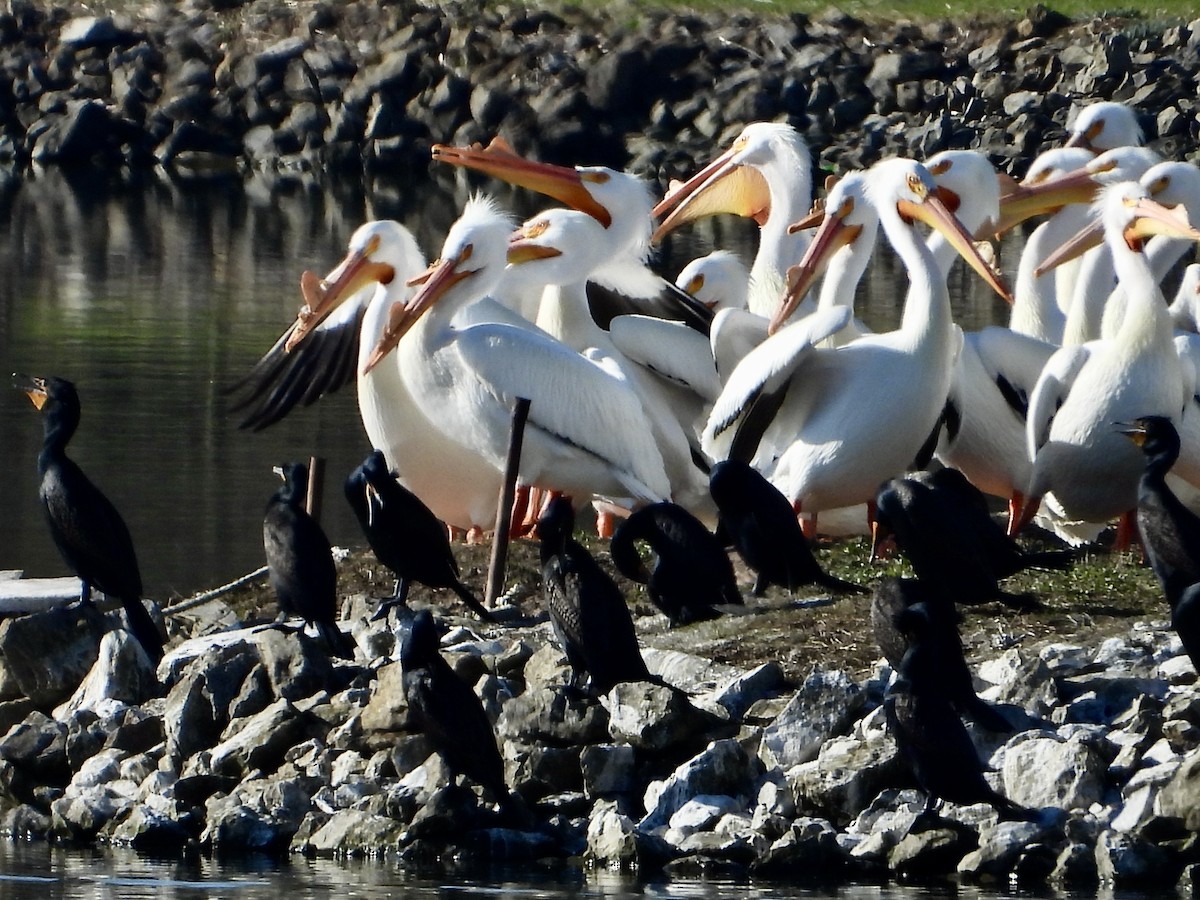 American White Pelican - ML556293631