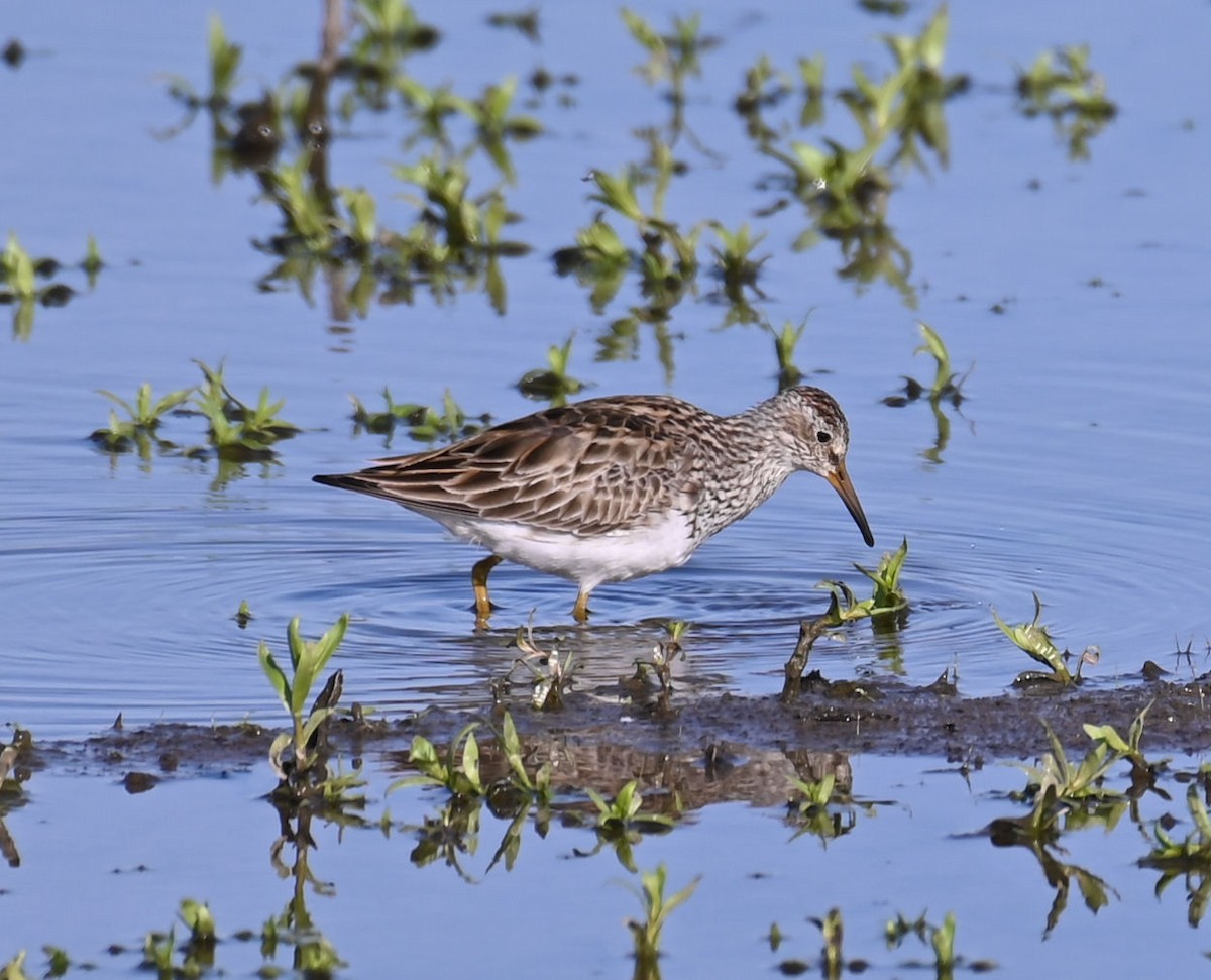 Pectoral Sandpiper - ML556293671