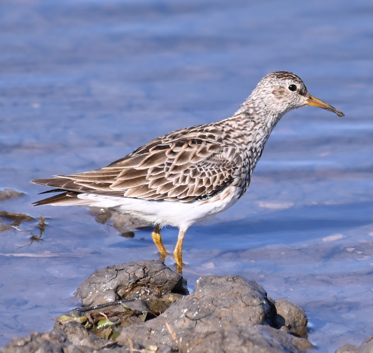 Pectoral Sandpiper - ML556293941