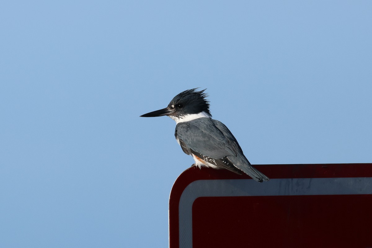 Belted Kingfisher - ML556294151