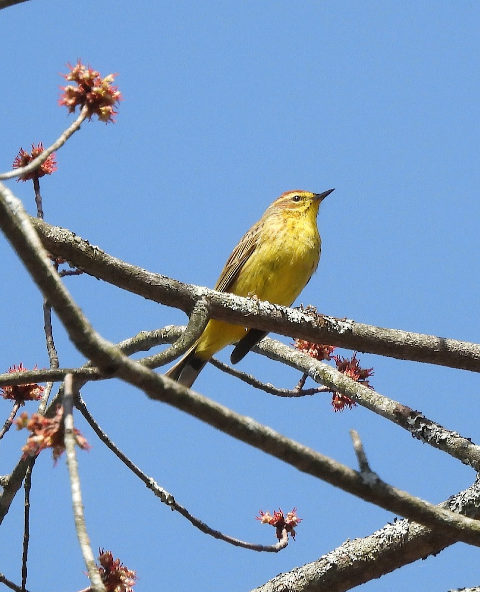 Palm Warbler - ML556294831