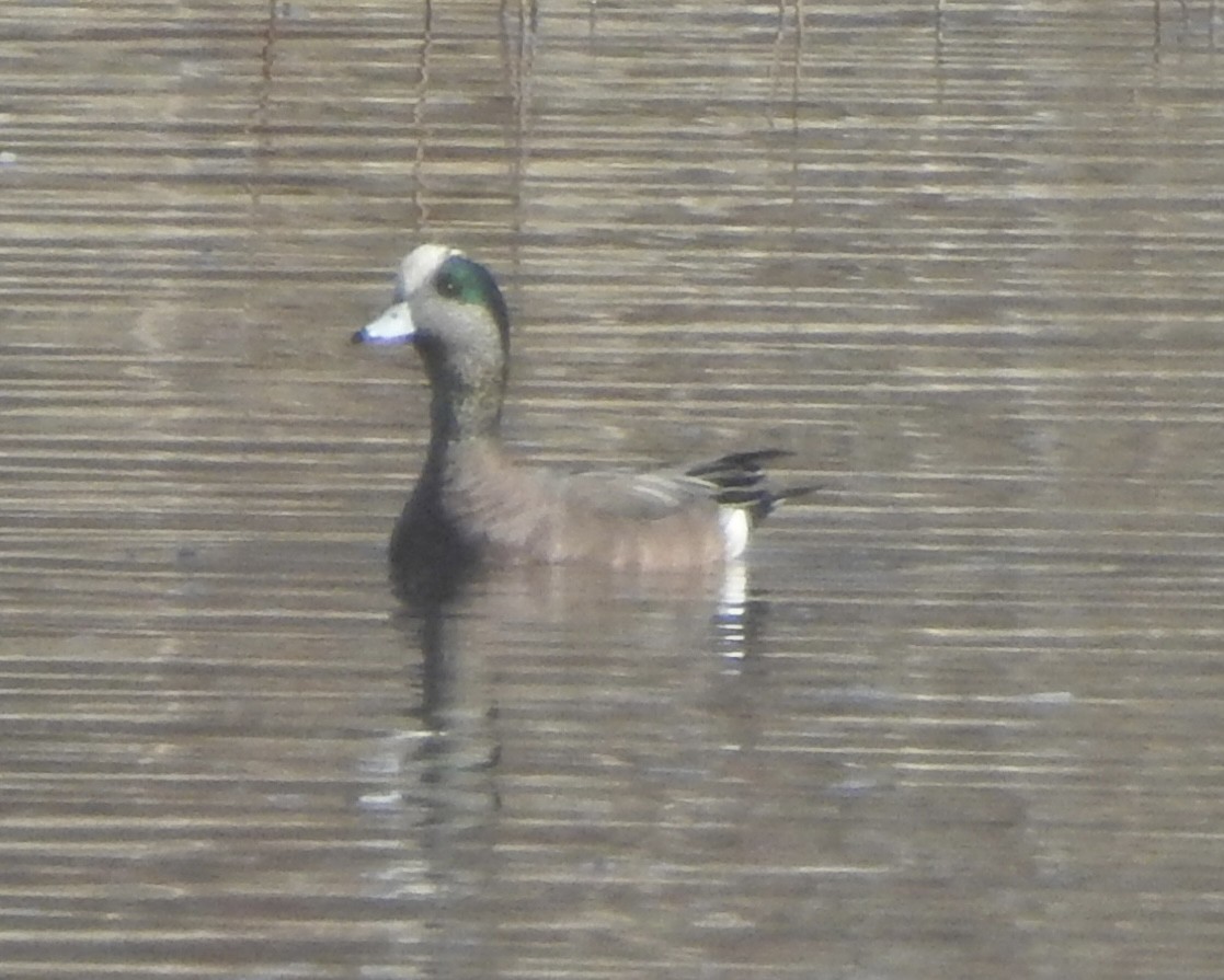 American Wigeon - ML556297241