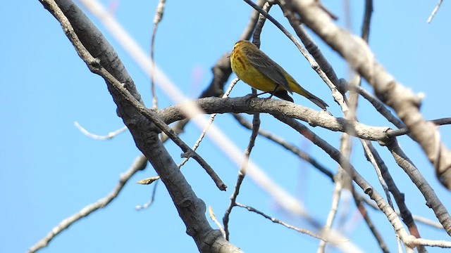 Paruline à couronne rousse - ML556297401