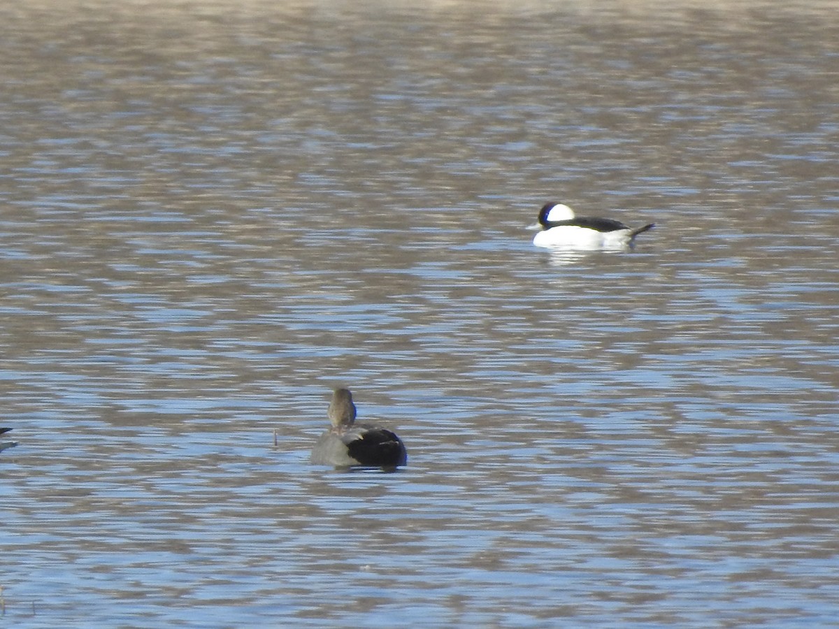 Bufflehead - ML556297821
