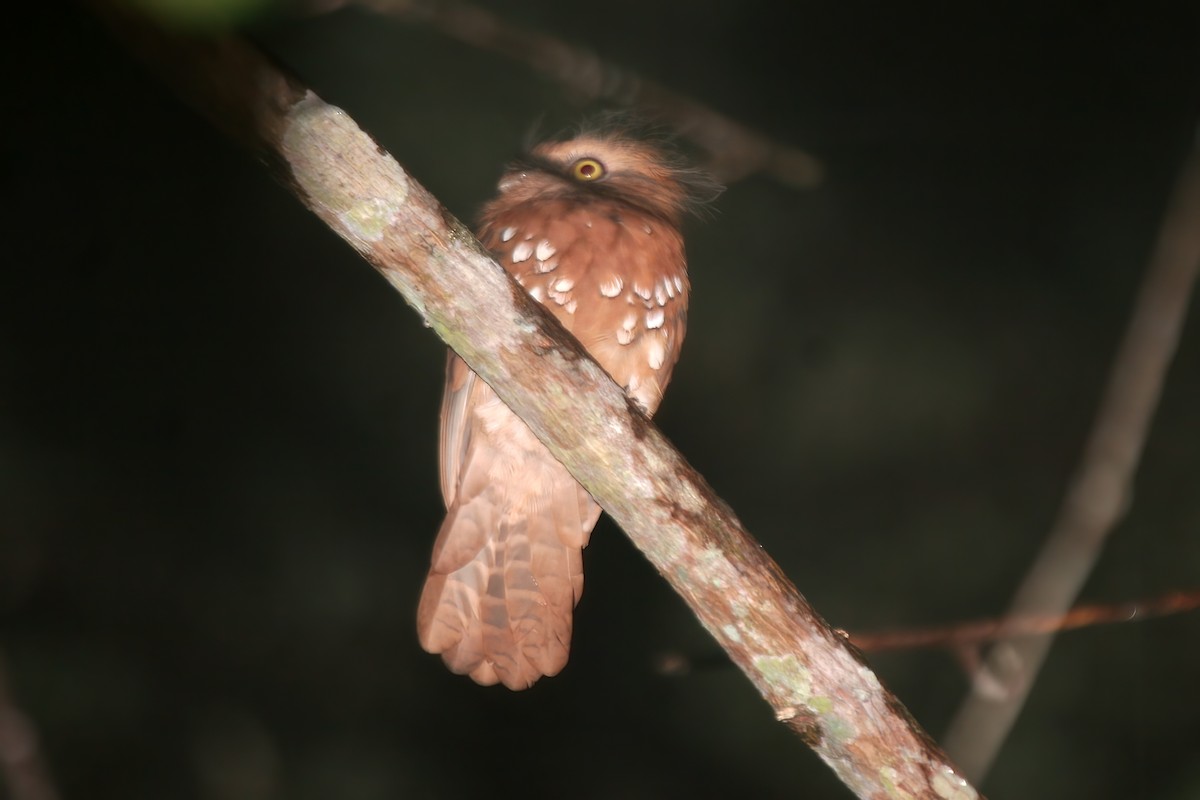 Bornean Frogmouth - ML556297941