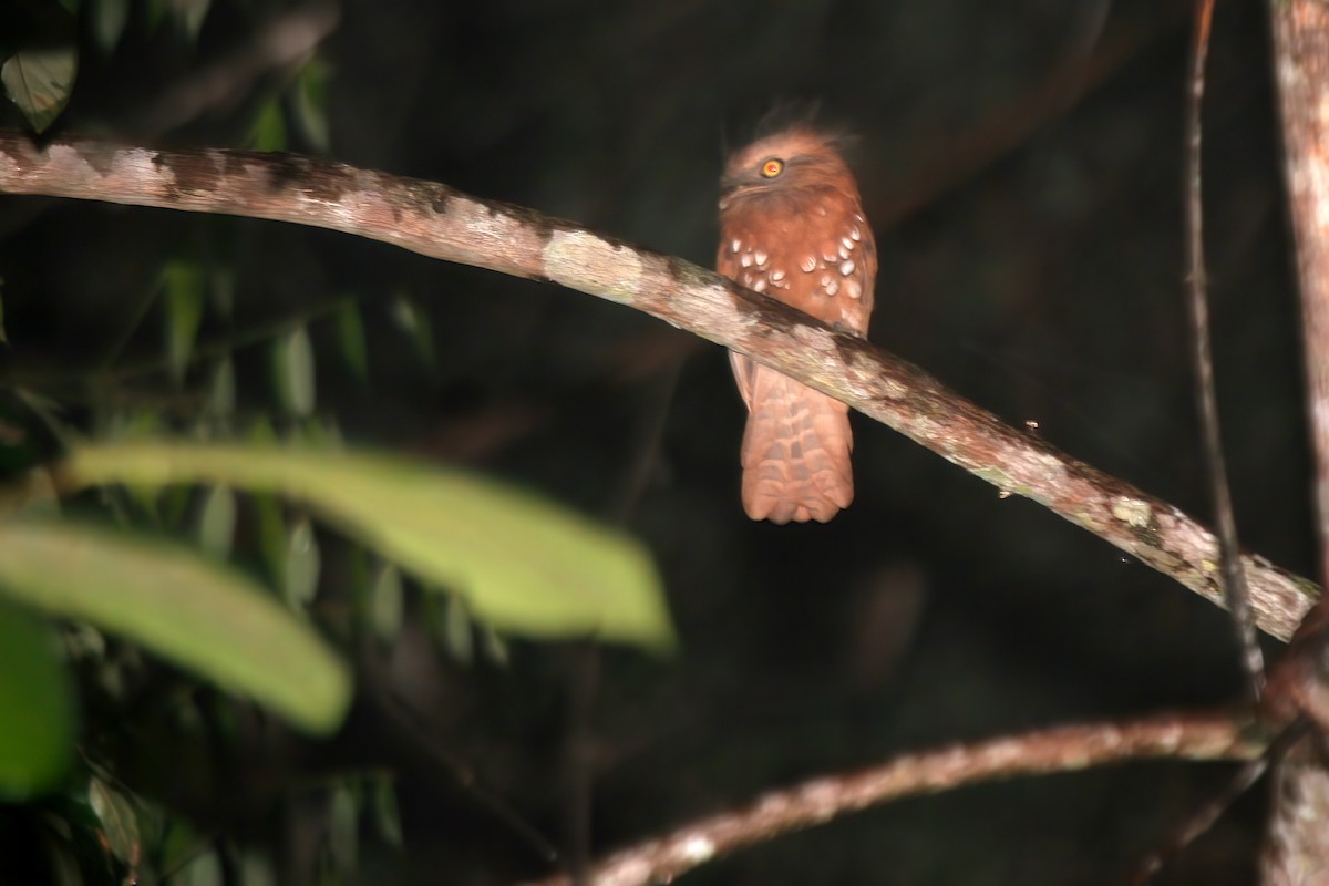 Bornean Frogmouth - ML556297961