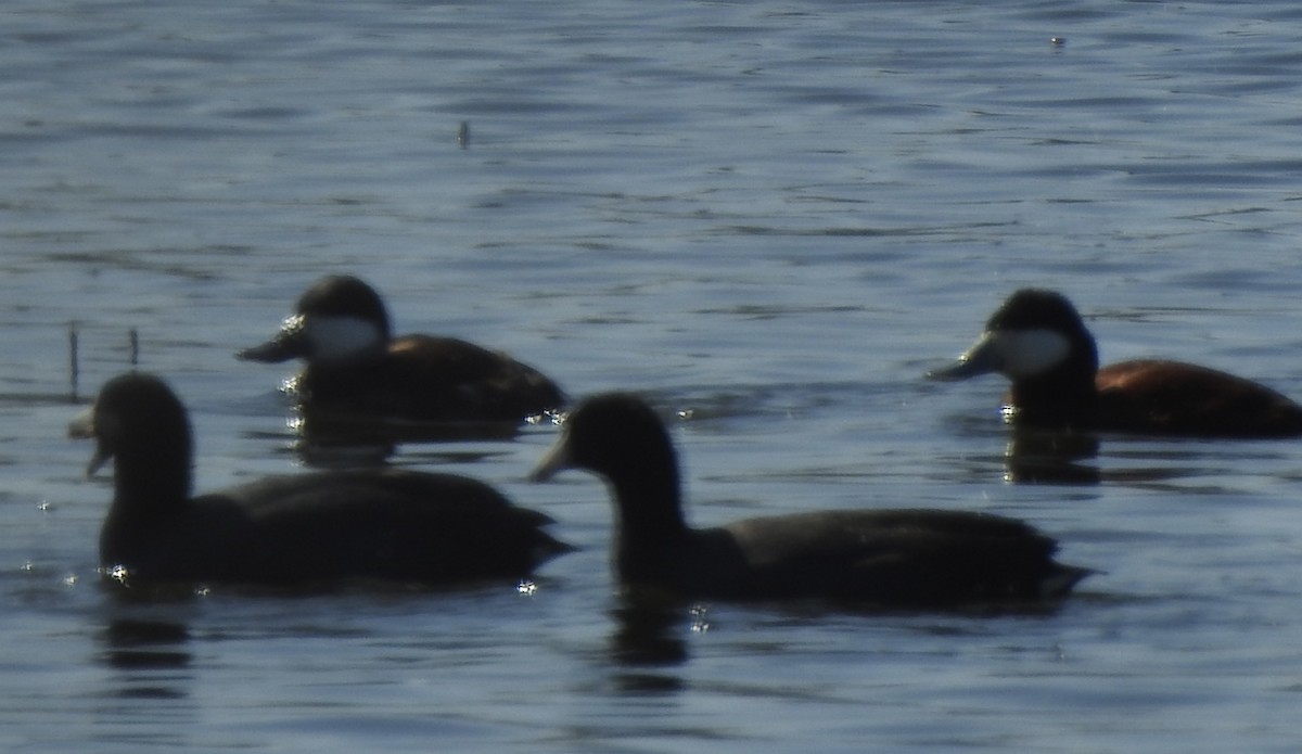Ruddy Duck - ML556298011