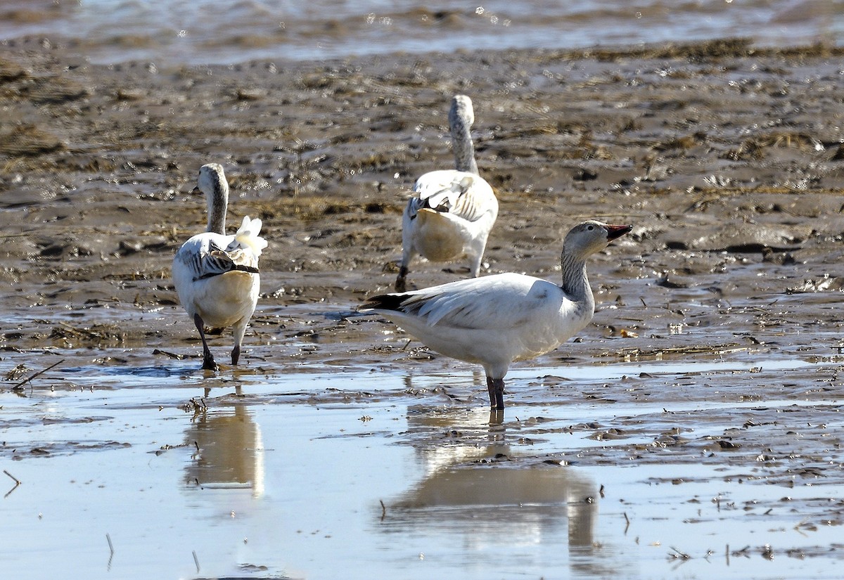 Snow Goose - DA Tate