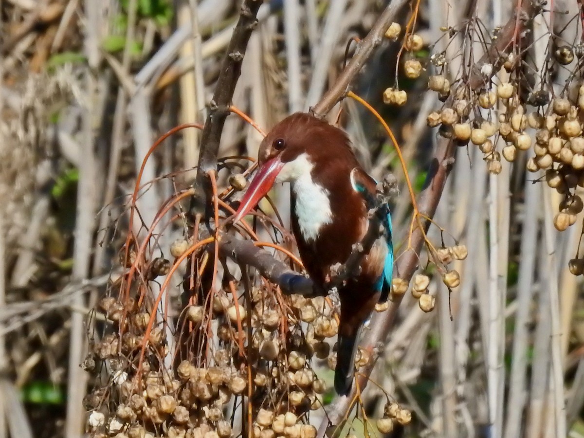 White-throated Kingfisher - ML556299091