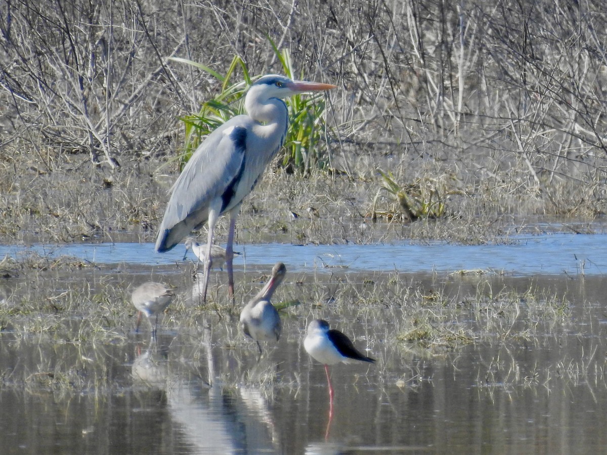 Gray Heron - ML556299391