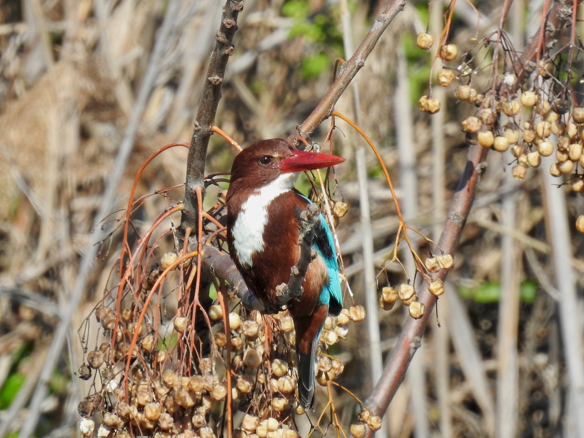 White-throated Kingfisher - E C Winstead