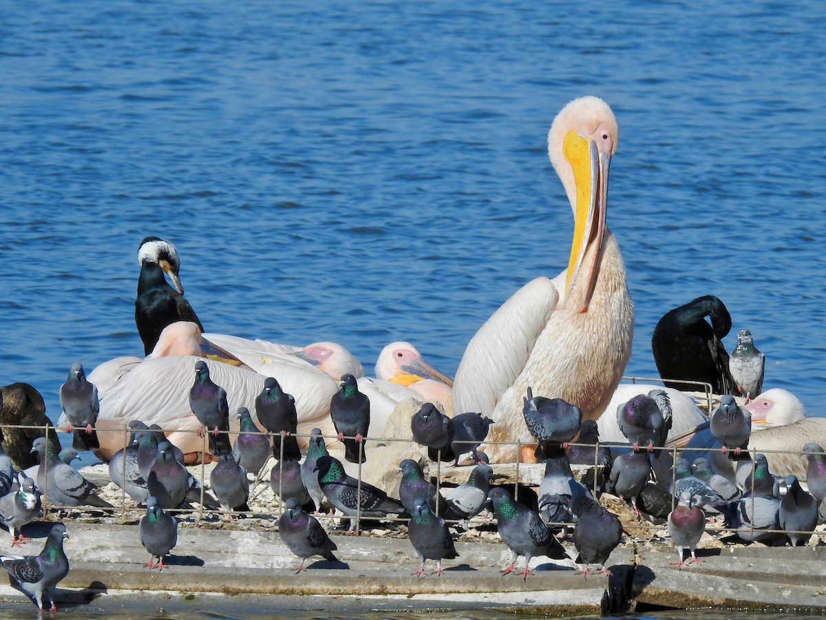 Great White Pelican - ML556300411