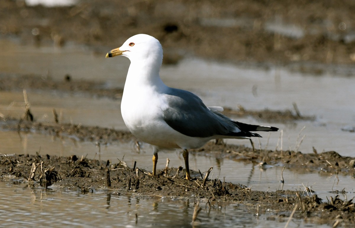 Ring-billed Gull - ML556300701