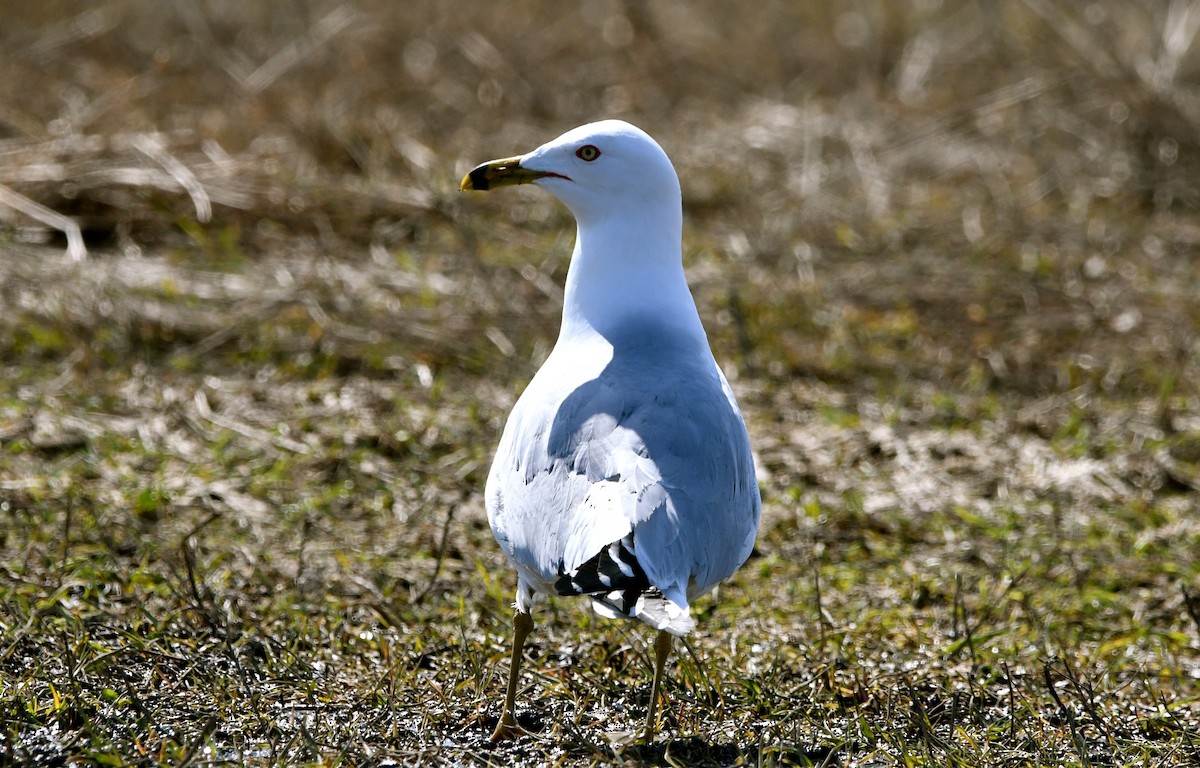 Ring-billed Gull - ML556300711