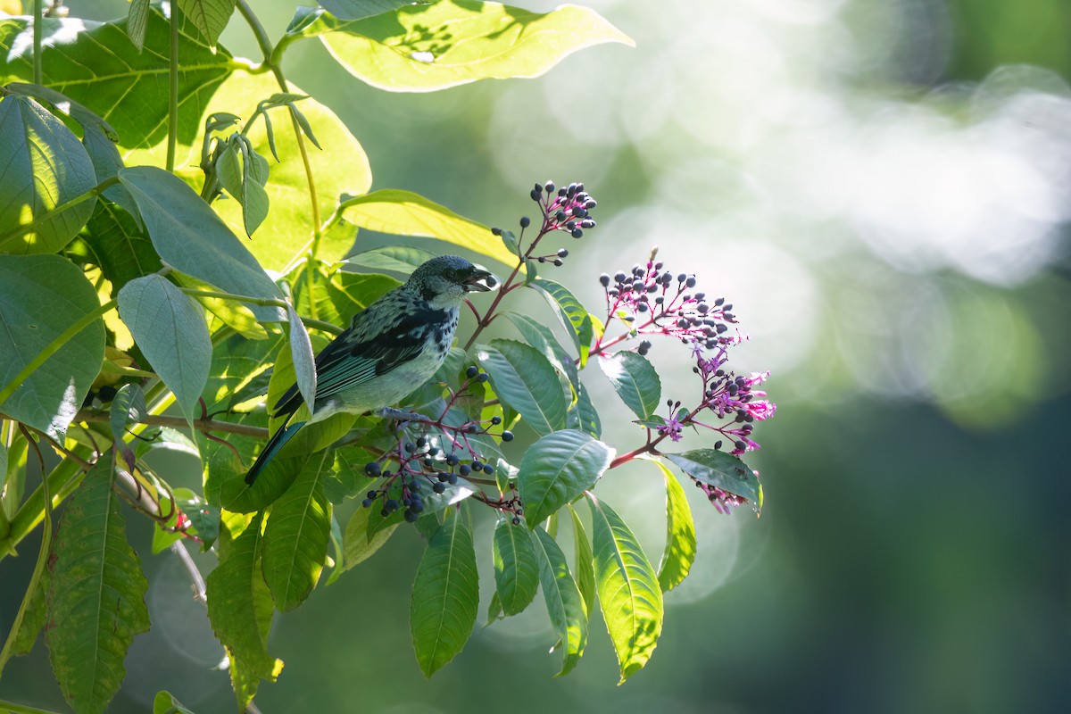 Azure-rumped Tanager - ML556300901