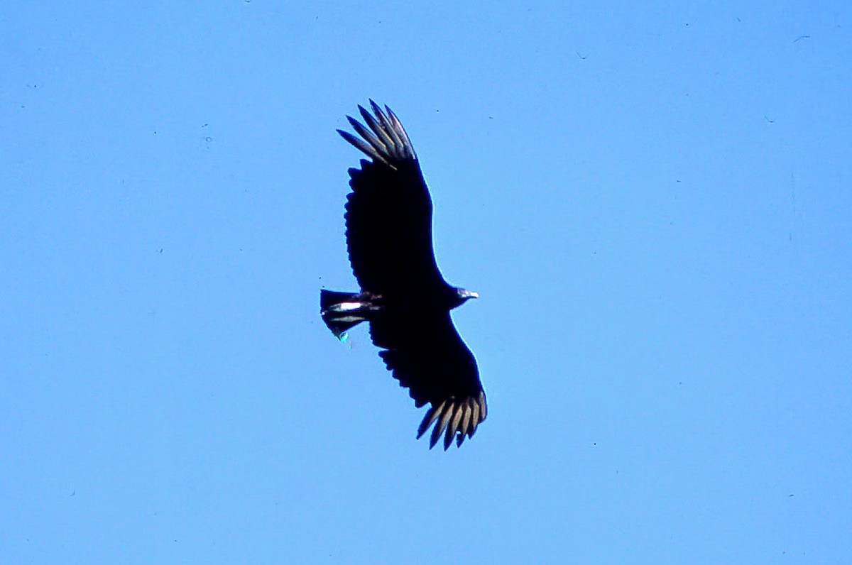 Black Vulture - ML55630091