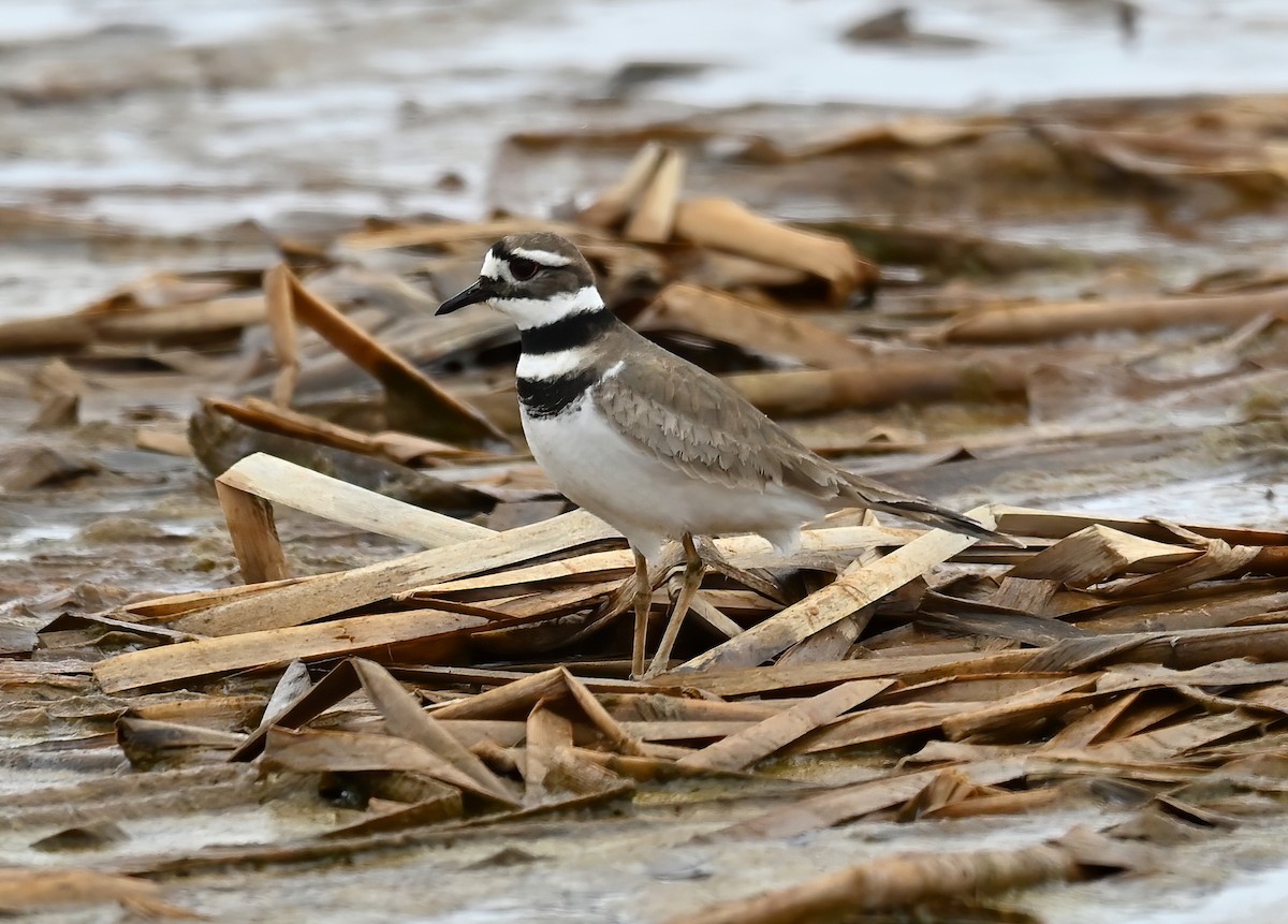 Killdeer - ML556300951
