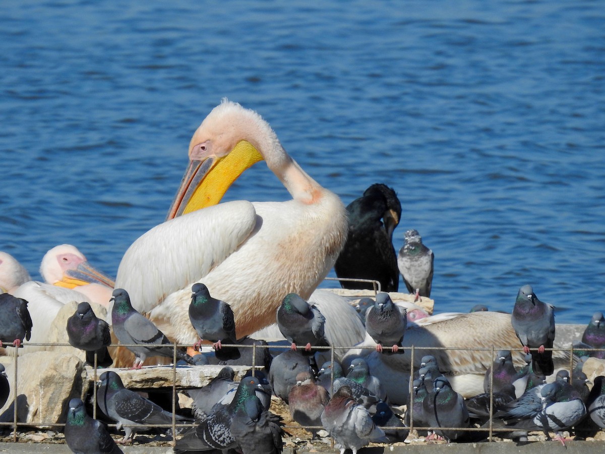 Great White Pelican - E C Winstead