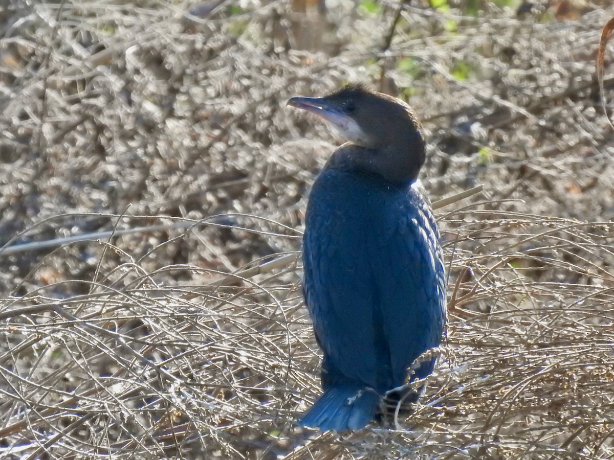 Pygmy Cormorant - ML556301211