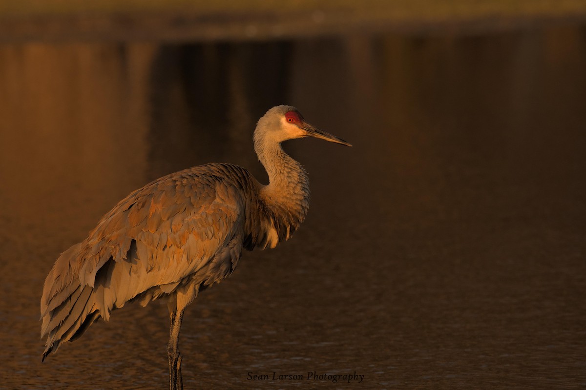 Sandhill Crane - ML556301231