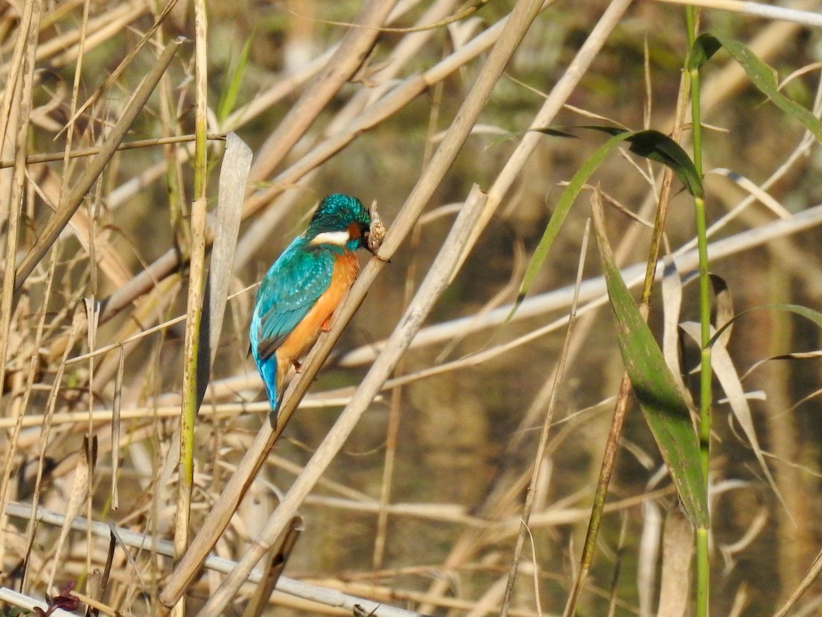 Common Kingfisher - ML556301521