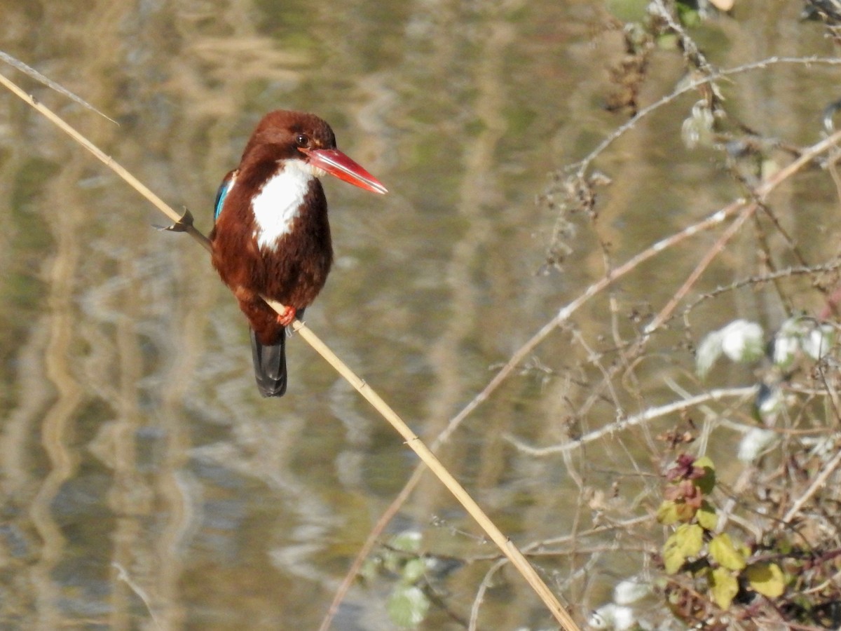 White-throated Kingfisher - ML556301671