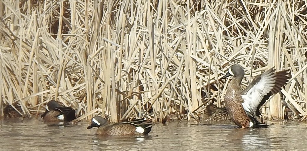 Blue-winged Teal - ML556301991