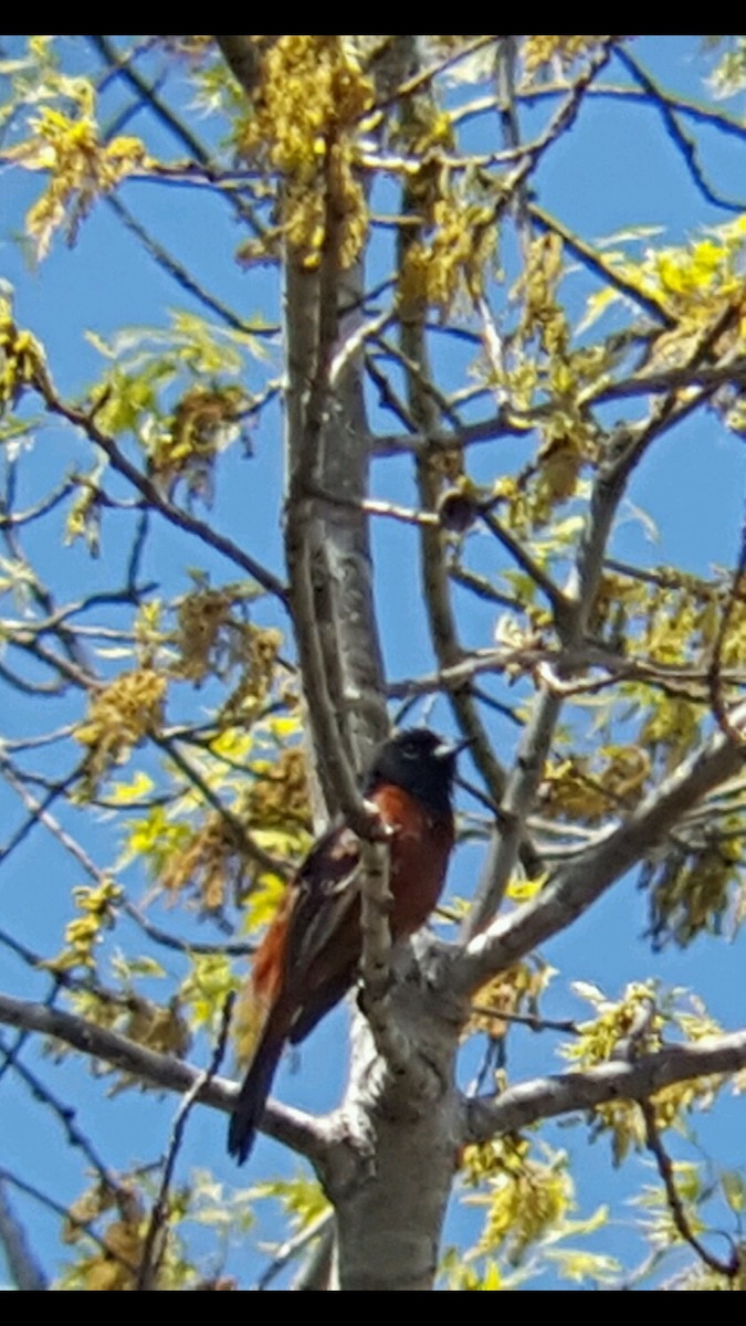 Orchard Oriole - ML55630201