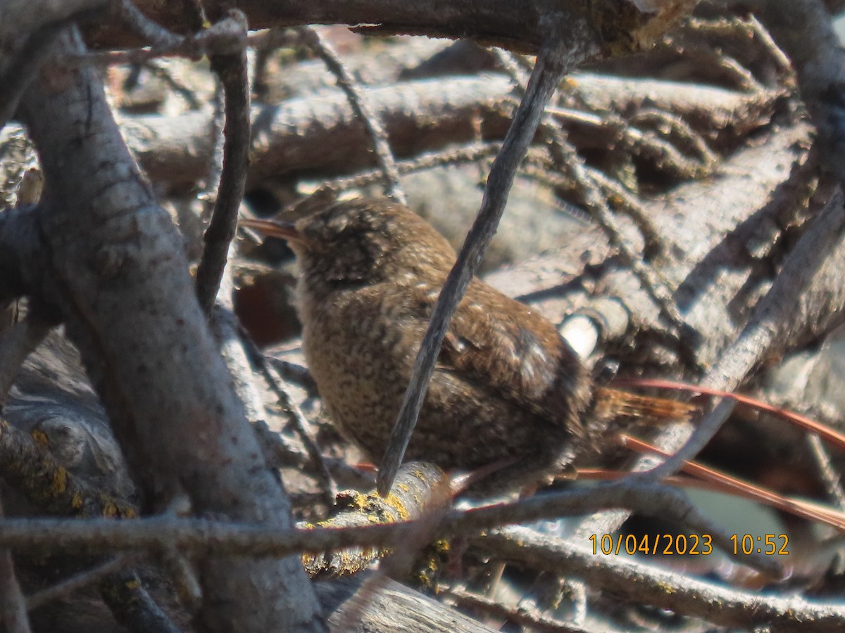 Winter Wren - ML556302611