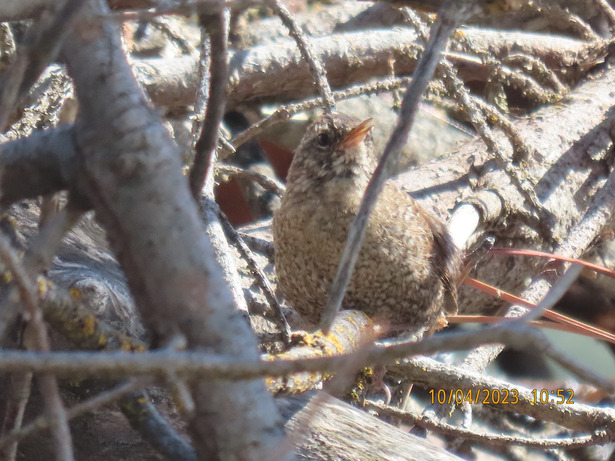 Winter Wren - ML556302621