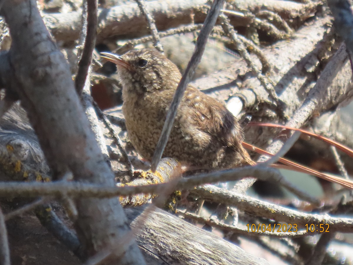Winter Wren - ML556302661