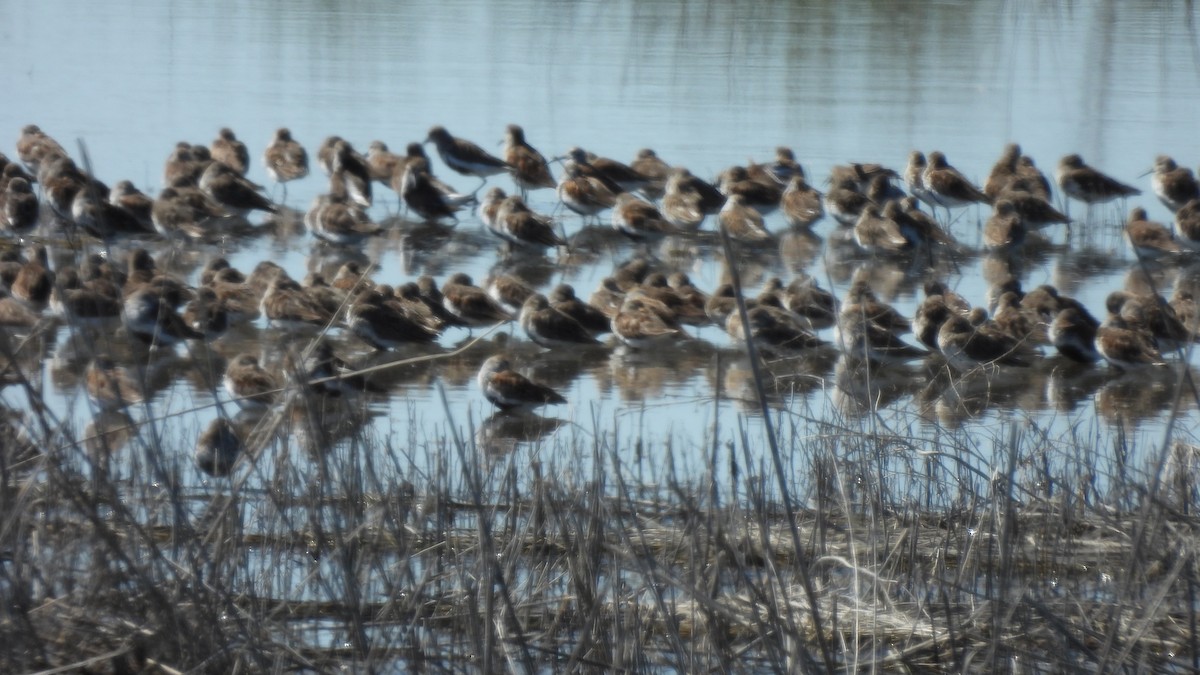 Dunlin - ML556303071