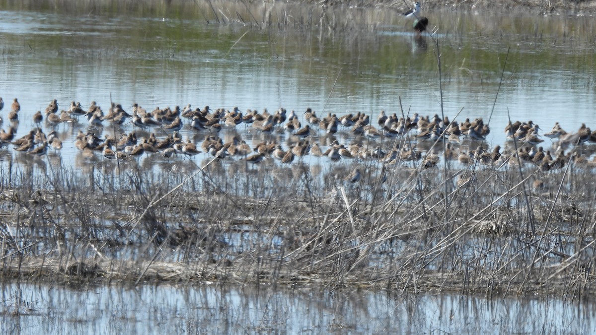 Dunlin - ML556303081