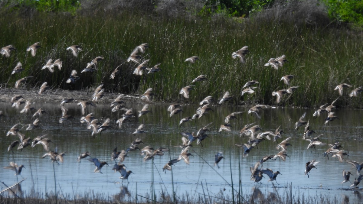 Dunlin - ML556303101