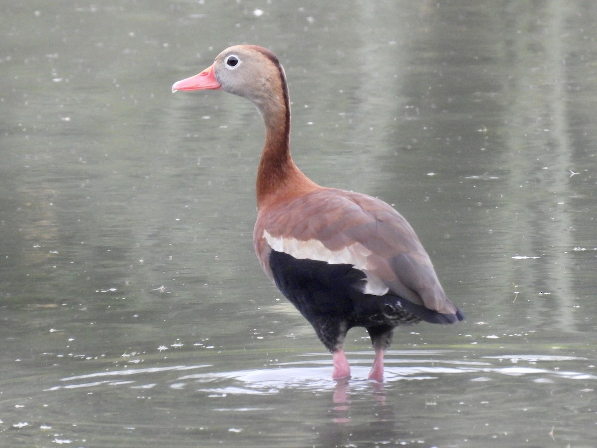 アカハシリュウキュウガモ - ML556303251