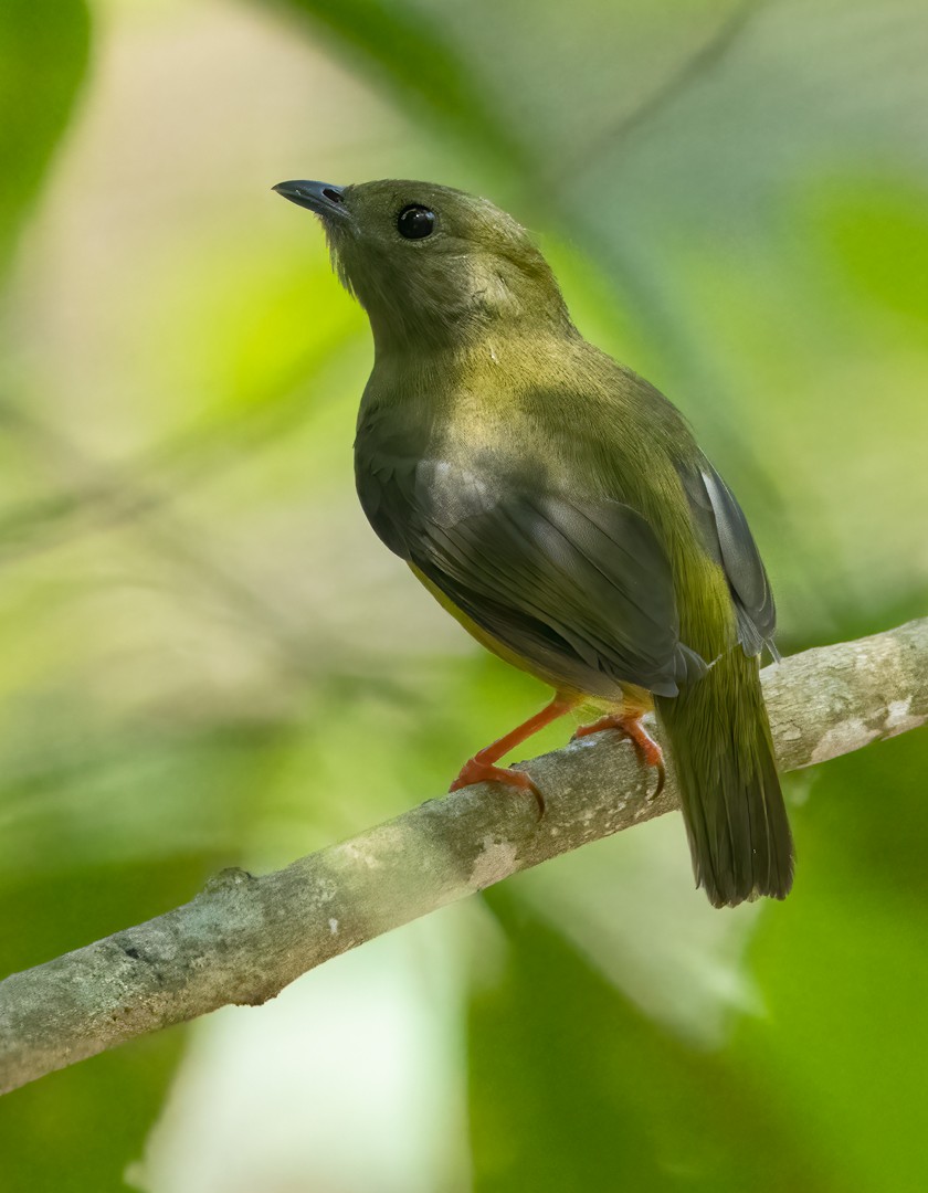 White-collared Manakin - Hugo Orellana