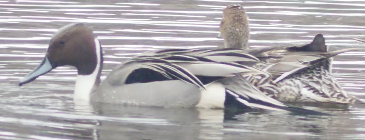 Northern Pintail - ML556303761