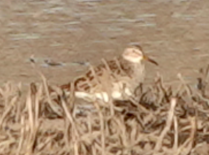 Pectoral Sandpiper - ML556303971