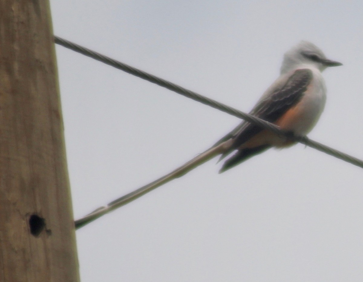 Scissor-tailed Flycatcher - ML556304161