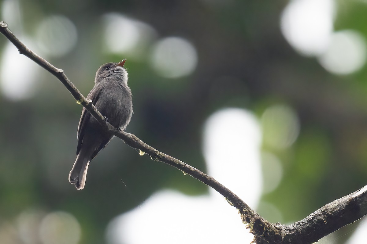 Blackish Pewee - Ben  Lucking