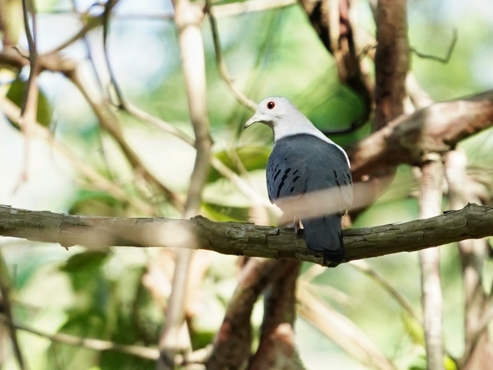 Blue Ground Dove - ML556304361