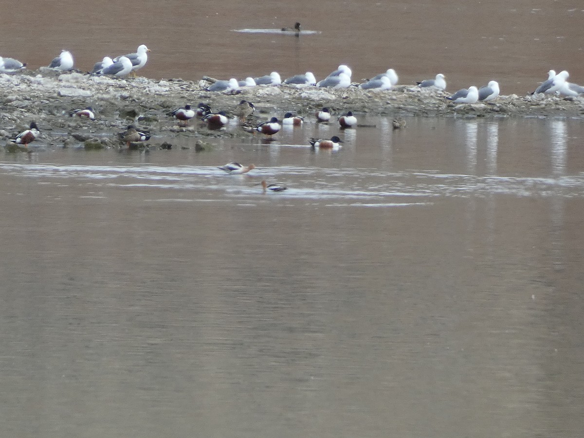 American Avocet - ML556304511